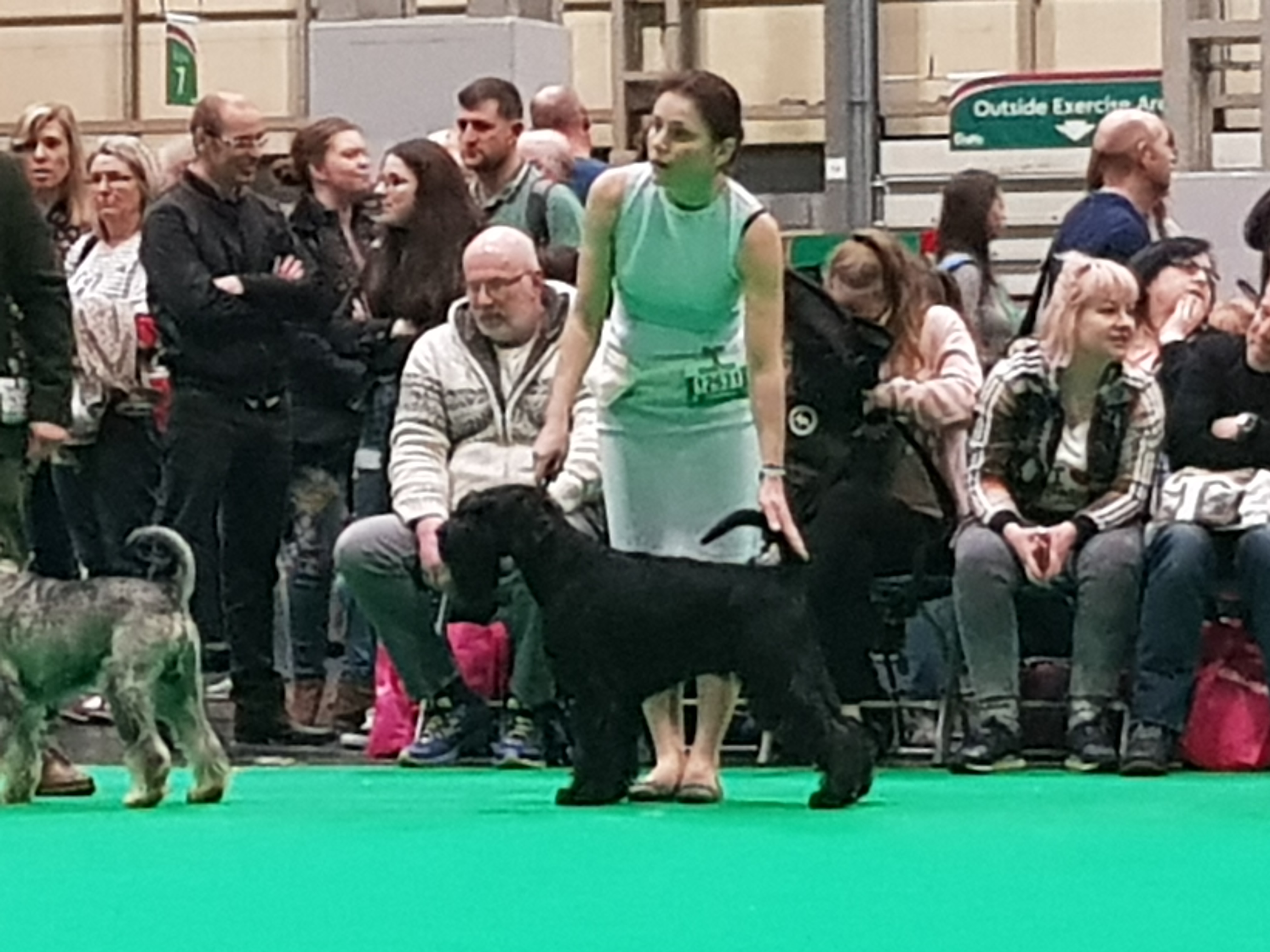 schnauzer