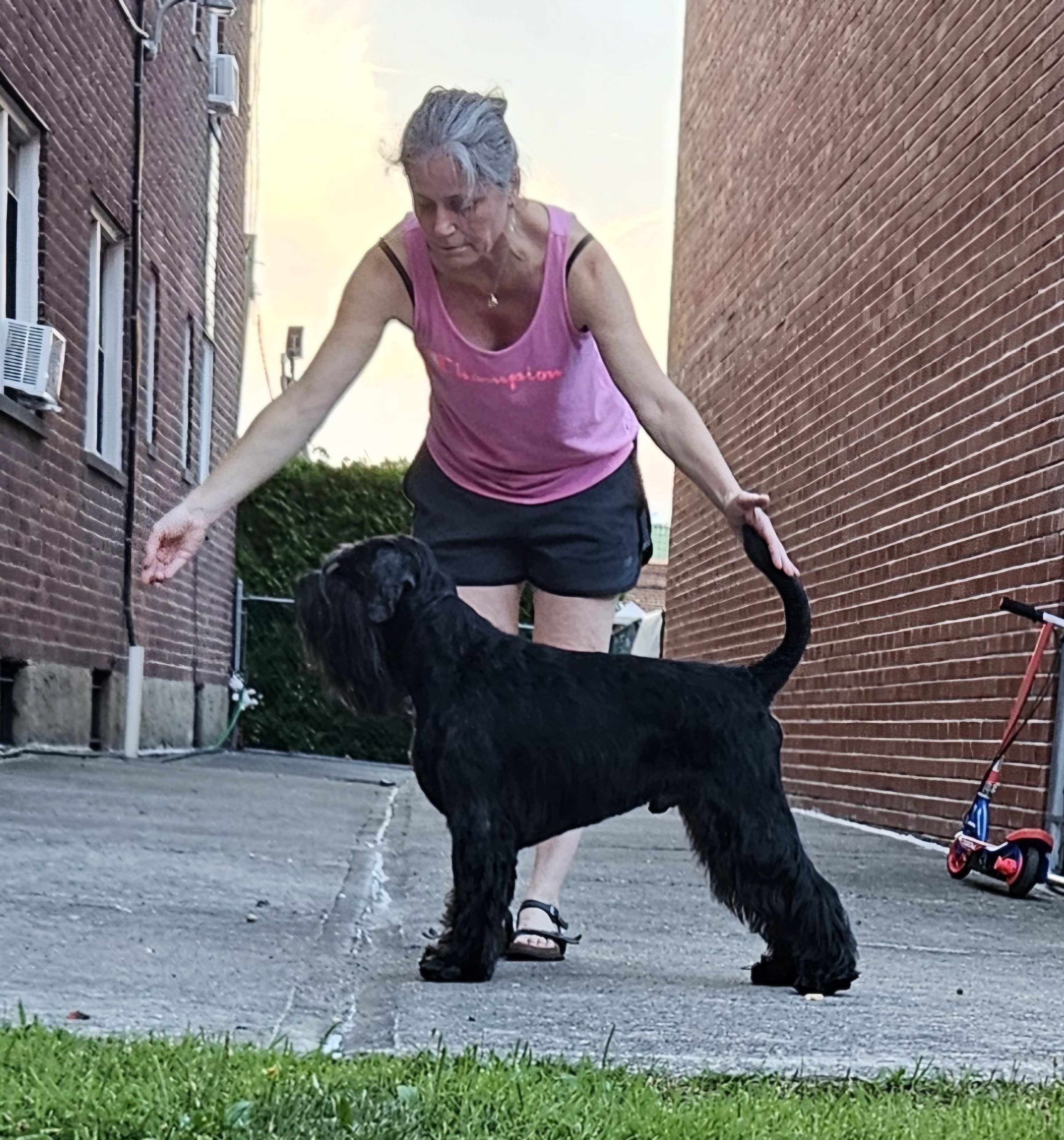 schnauzer