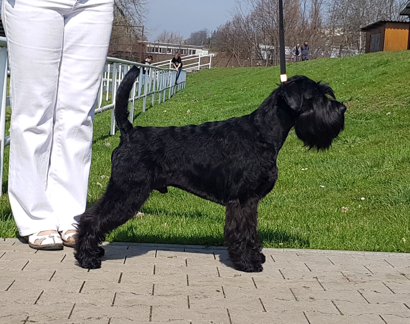 schnauzer