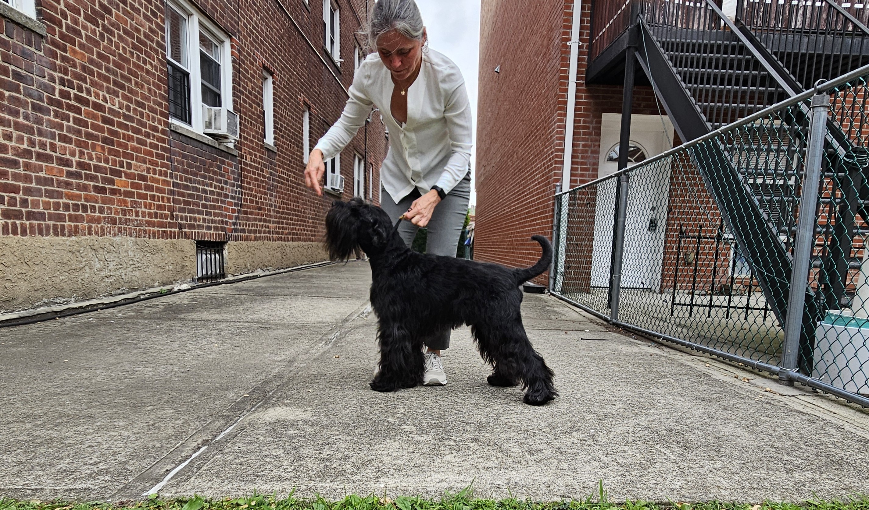 schnauzer