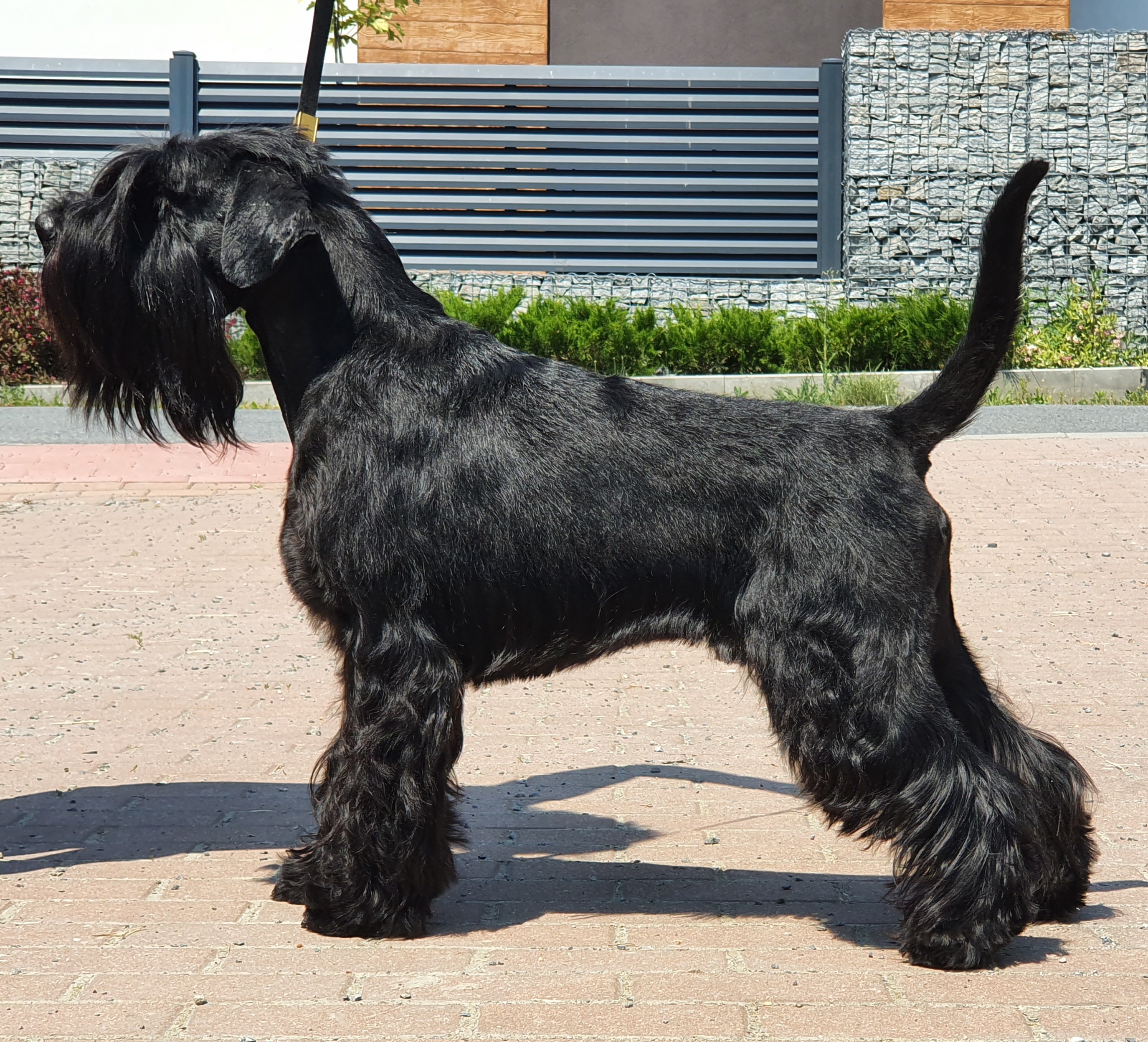 schnauzer