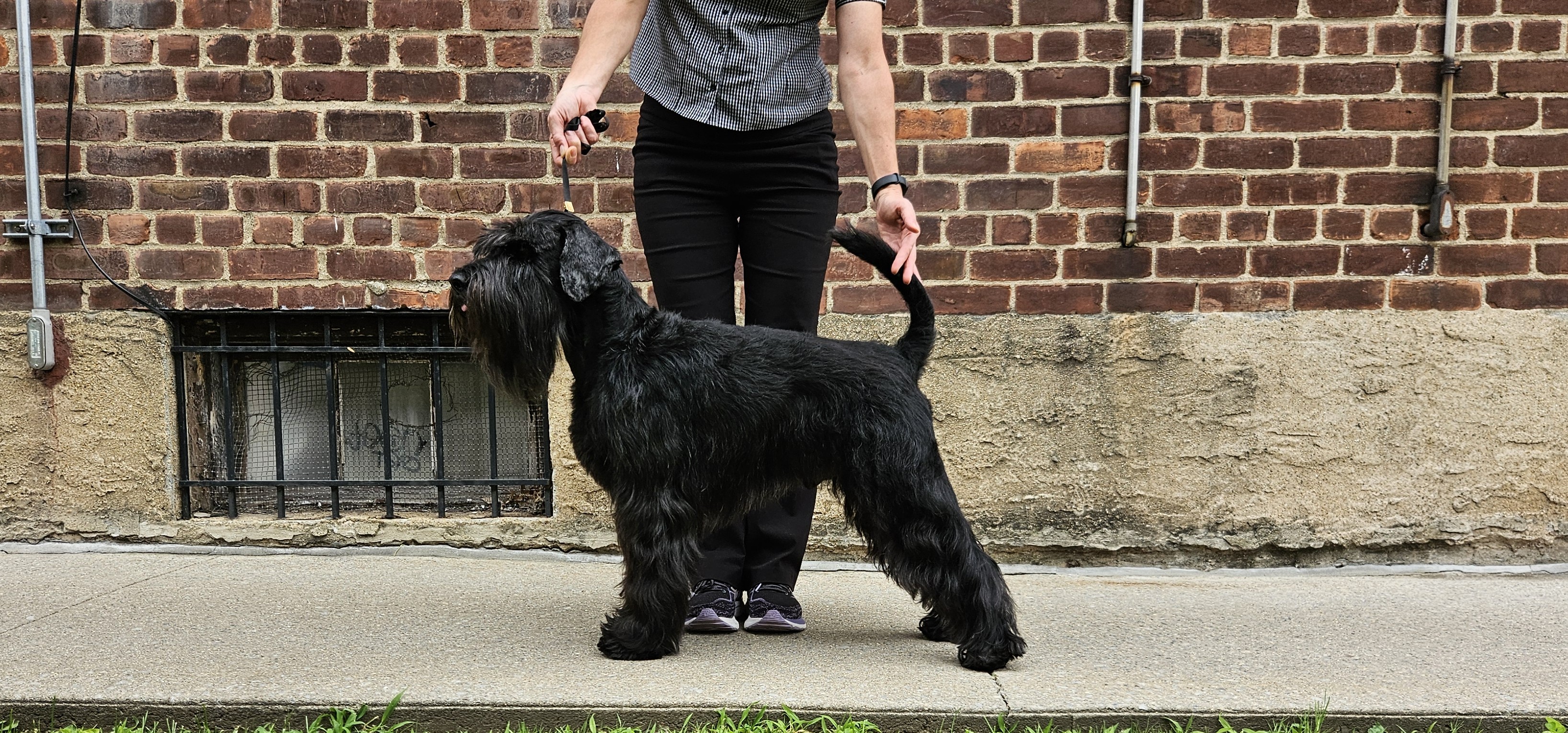 schnauzer