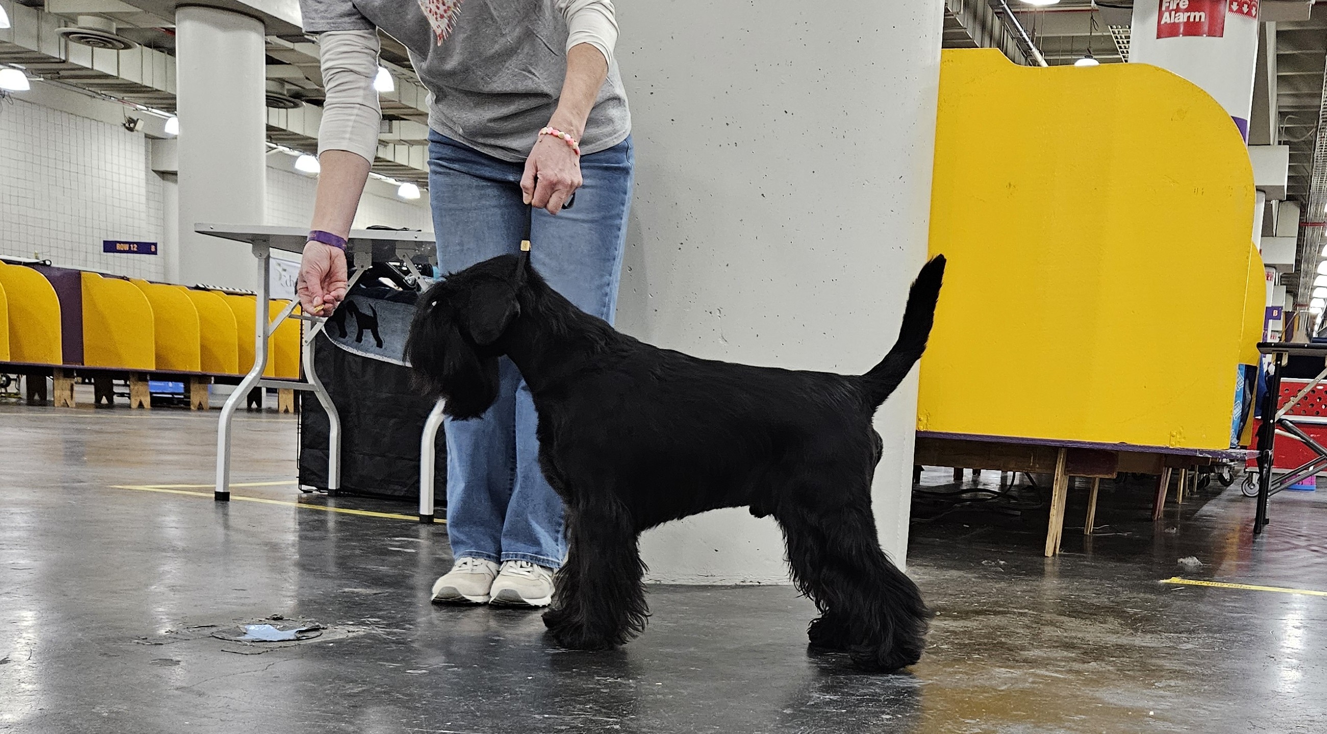 schnauzer