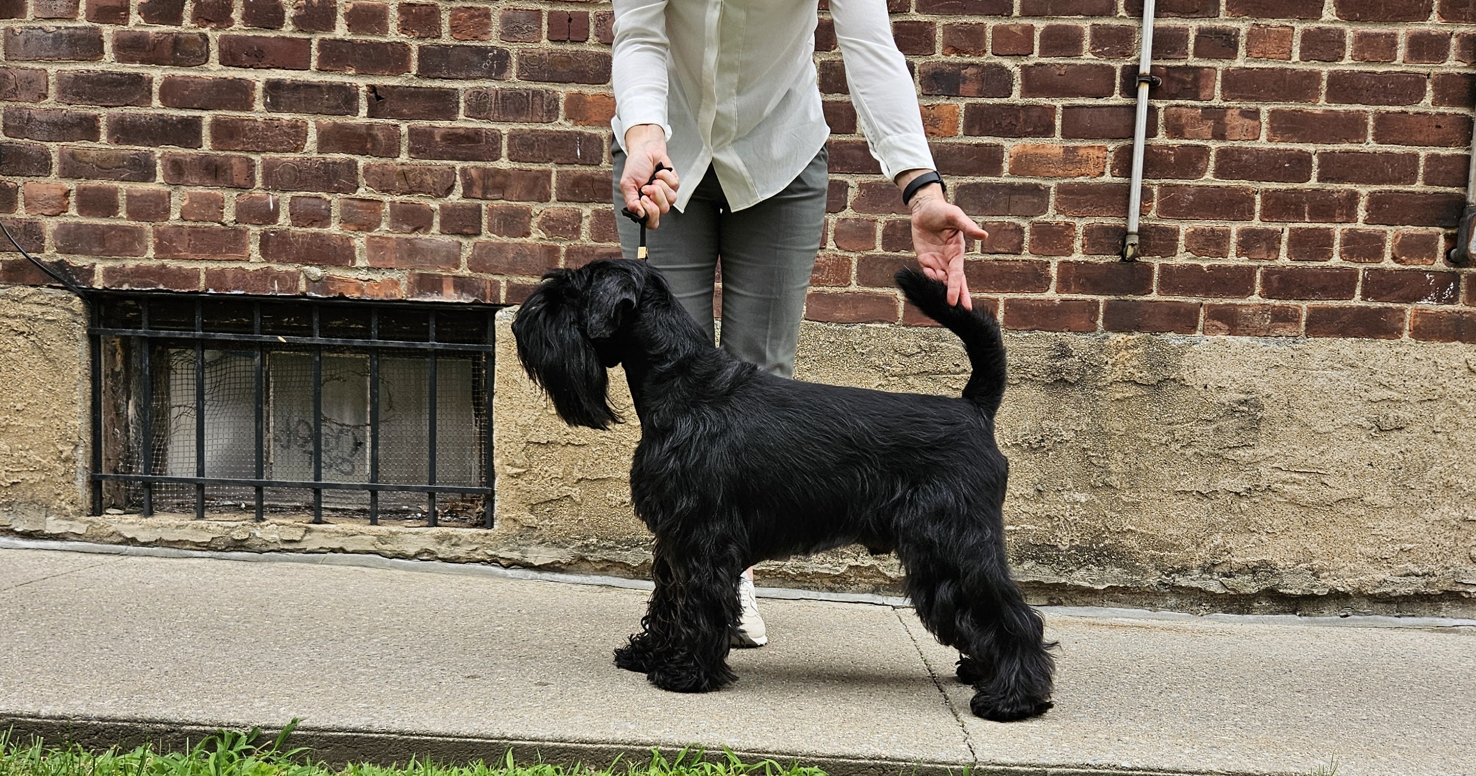 schnauzer