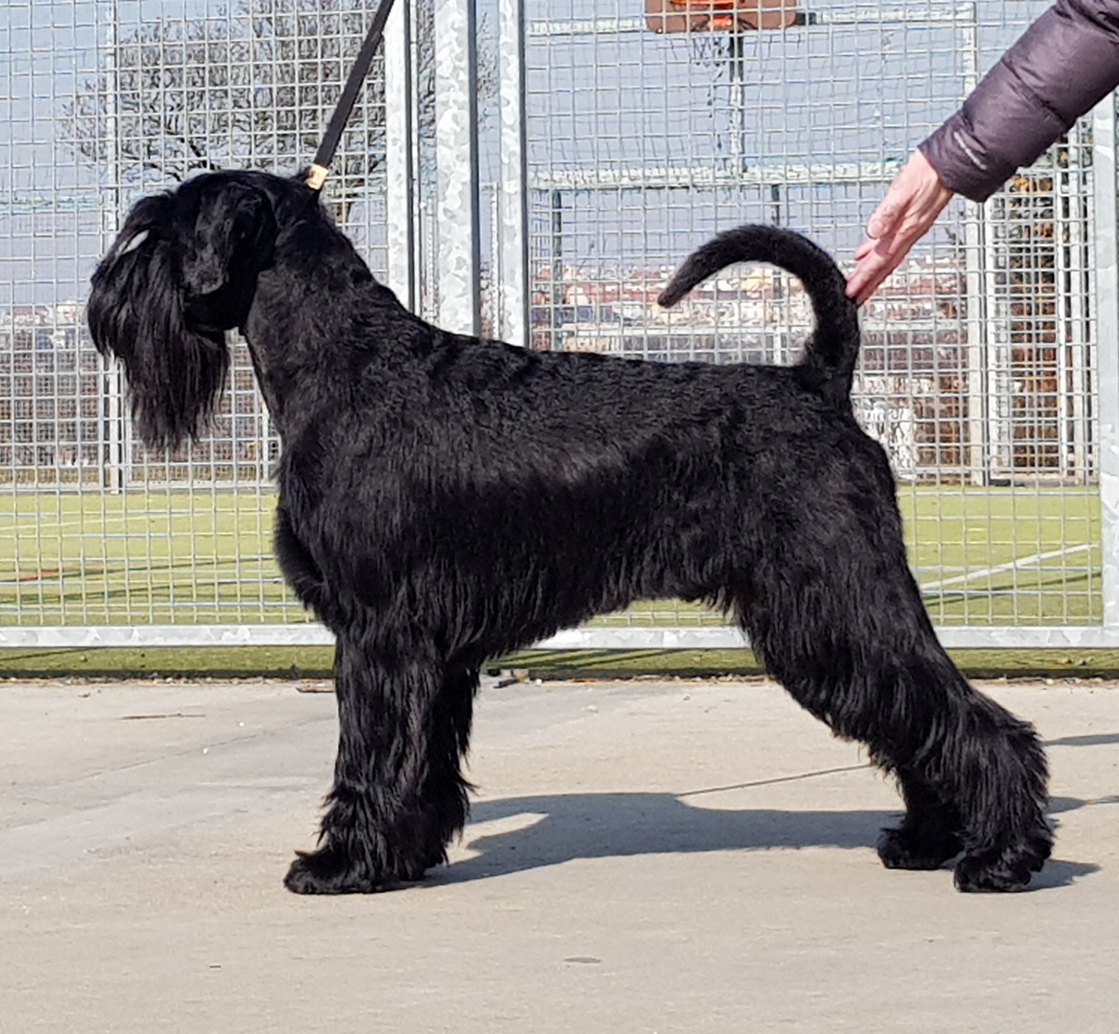 schnauzer