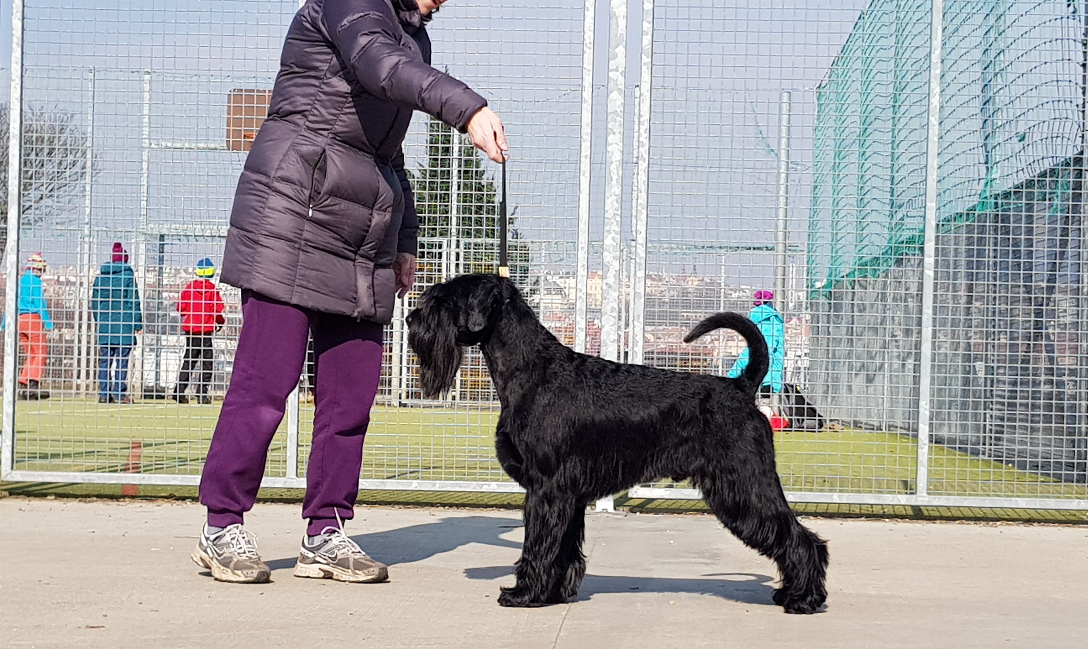 schnauzer