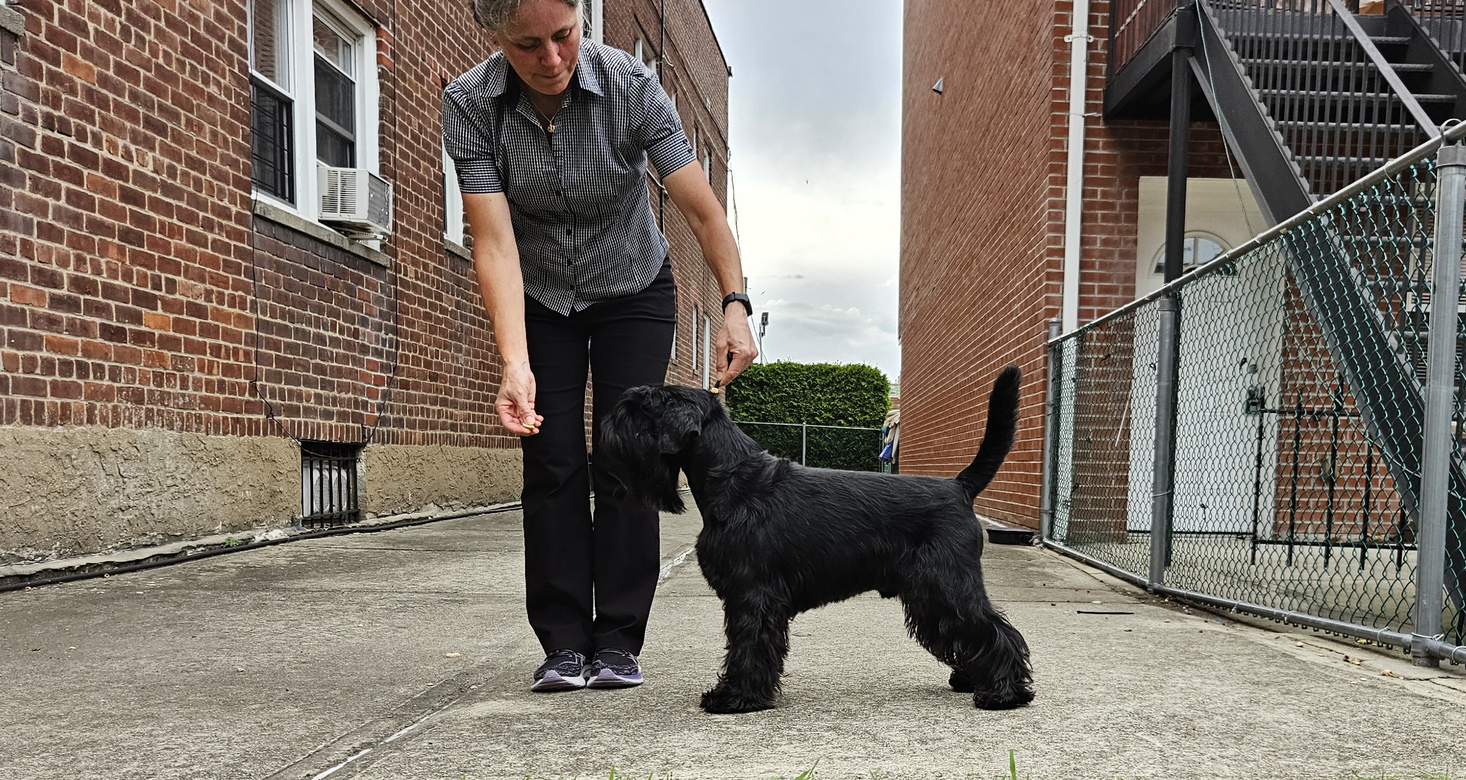 schnauzer